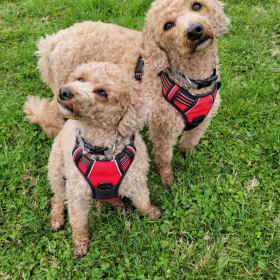 Ruok and Tater