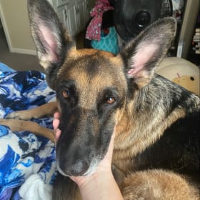 Kimber