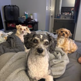 Stella_Lucky_Champ