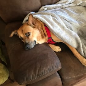 Lulu