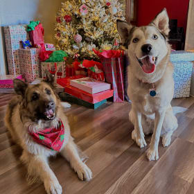 Dixie and Yeti