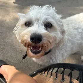 Benji