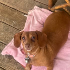 Dolly Mae