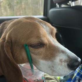 Beau