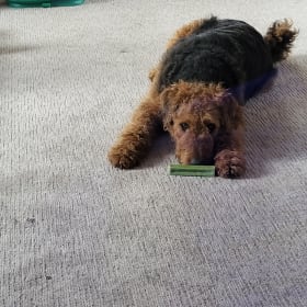 Arlo
