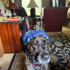 Angus-GUS