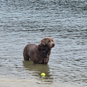 Otis