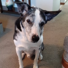 Ripley