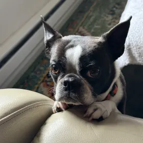 Molly