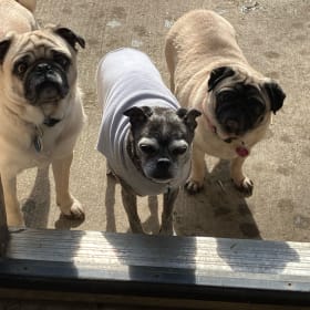 Dudley and JellyBean and Grady
