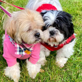 Bella and Poppy