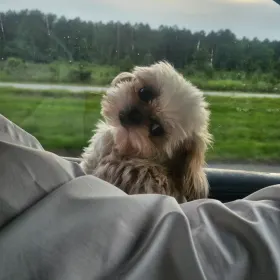 Nugget