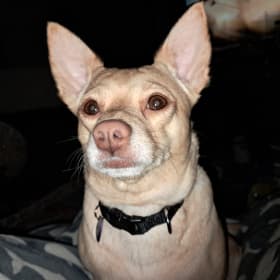 Bambi