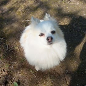 Zena