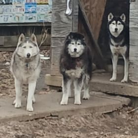 Wolfpack