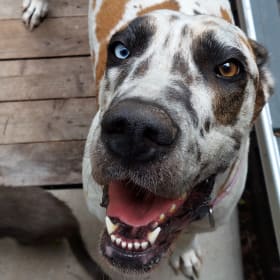 Daisy Mae
