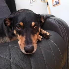 Sophie
