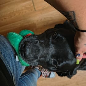 Nova