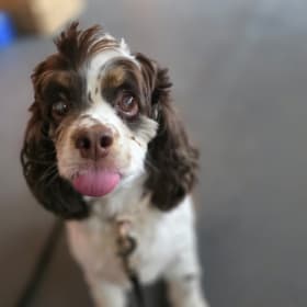 Bella