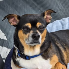 Chico