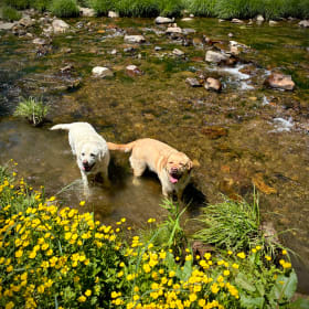 Brinkley and Sunny