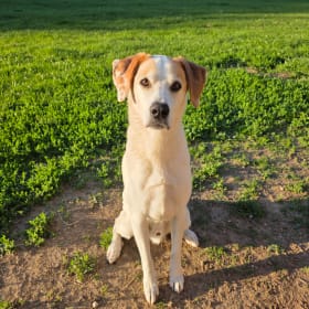 ARCHIE
