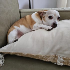 Mojo