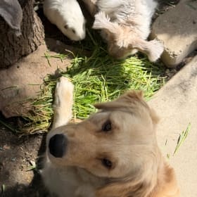 Arlo