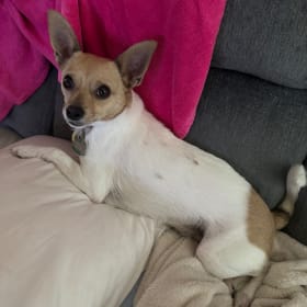 Biscuit