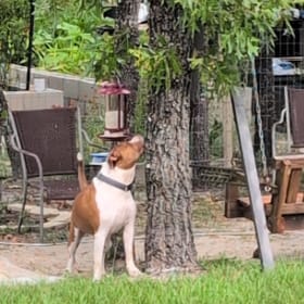 Pumpkin