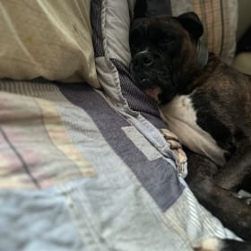 Bruno