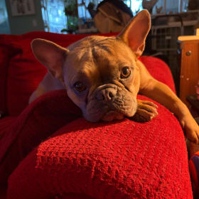 Josie