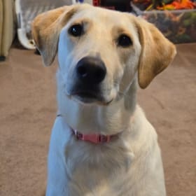 LULU - rescued Great mix