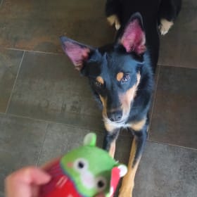 Eevee