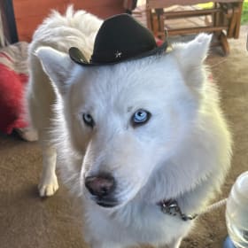 Lobo