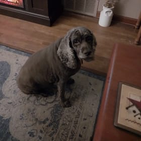DAISY