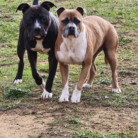 Nala and Loki