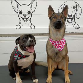 Bear and mama dog