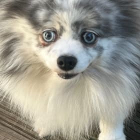 Roxie