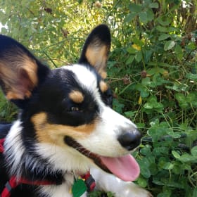Archie