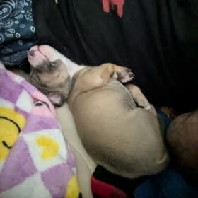 Milo