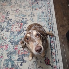 Nala