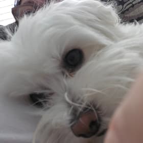 Romeo