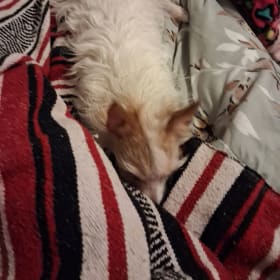Snickers