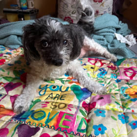 Darla