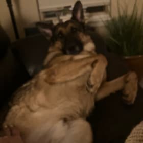 Jake