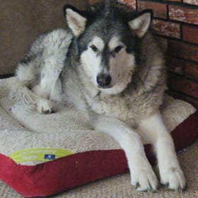 Nala