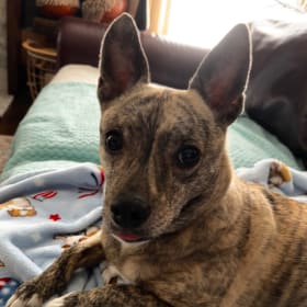 Stella