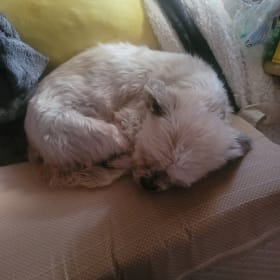 Scrungles