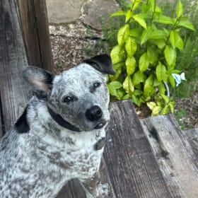 Roxie